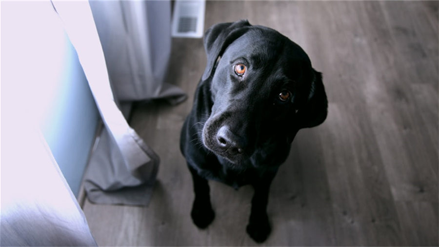 shopee上架的产品为什么不显示