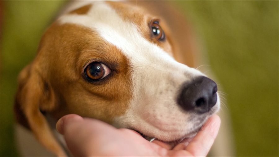 天猫消费积分发票的要求是什么类型的