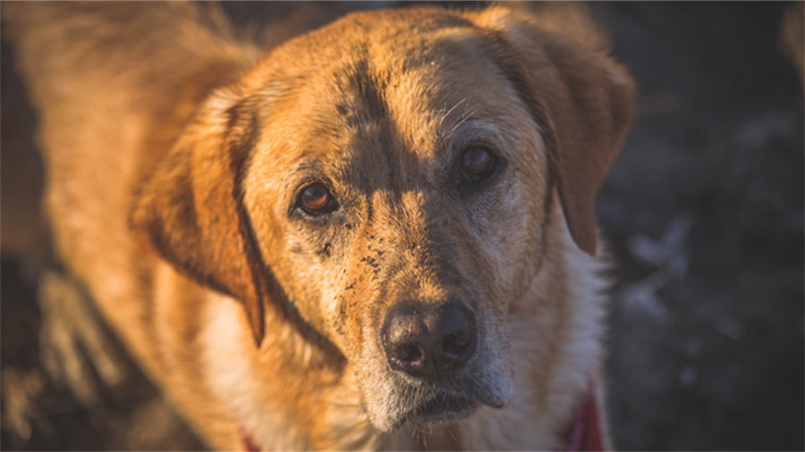拼多多店铺满返怎么领