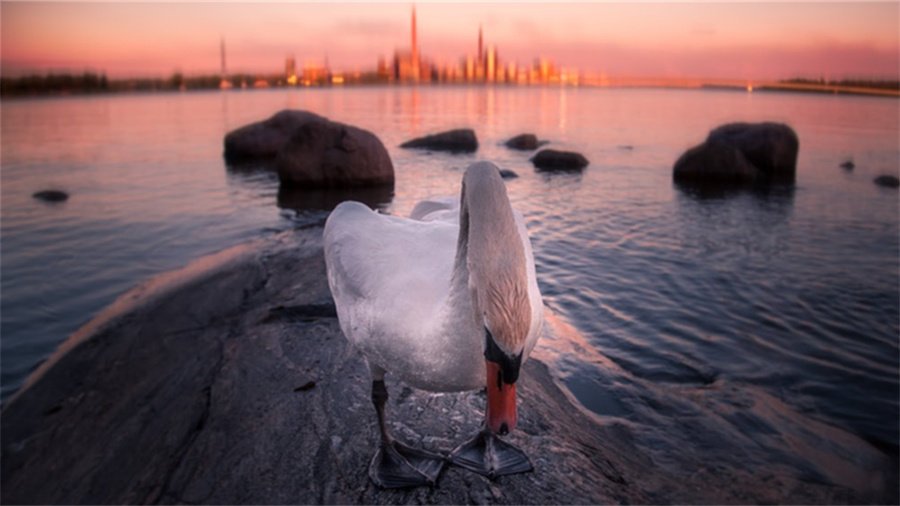 京东国际发布混淆信息违规情形有哪些